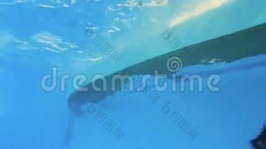 水下游泳池里的海豚